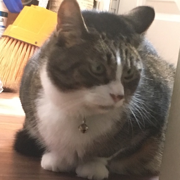 angrydonnie